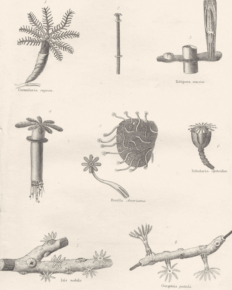 CORALS.Cornularia rugosa;Tubipora musica;Renilla Americana;Tubularia;Isis 1880
